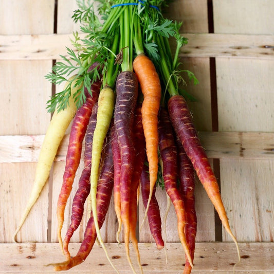 Rainbow Blend Carrot – Garden Vegetable Seeds
