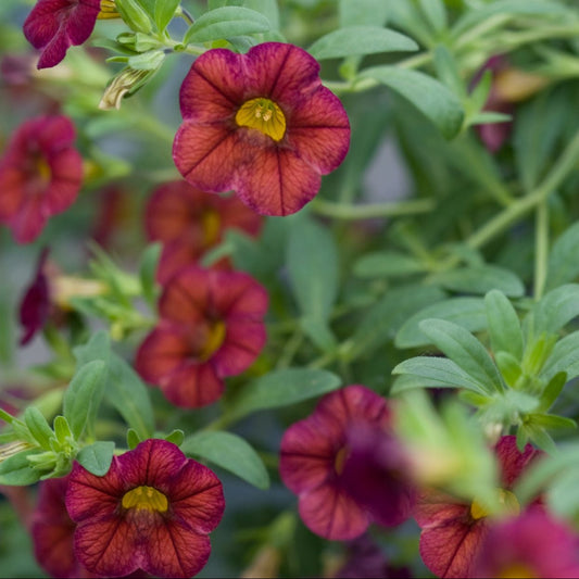 Colorbust Chocolate Calibrachoa Seeds Rich Brown-Gold Blooms Trailing Plant