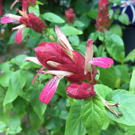 Pachystachys Red Shrimp Plant Seeds – Compact Tropical Flowering Plant for Gardens