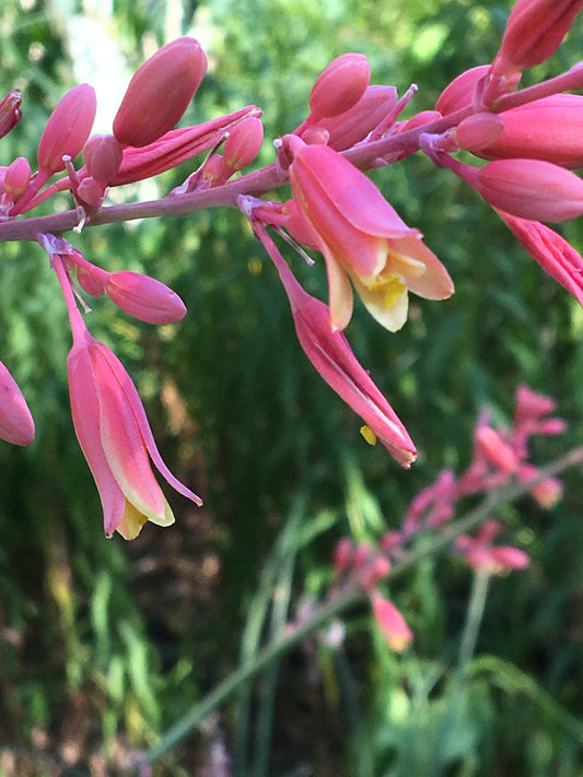 Texas Red Yucca Hesperaloe Parviflora – Perennial Flower Seeds
