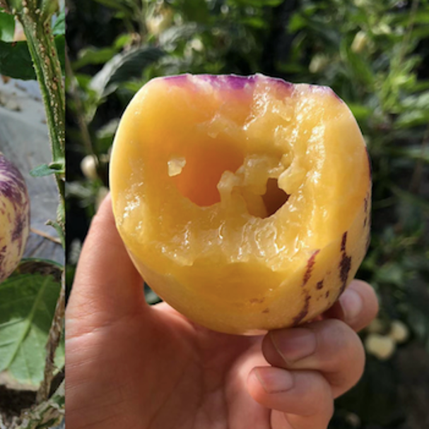 Pepino ‘Golden Sweet’ Seeds – Non-GMO, Heirloom, Easy-to-Grow Melon-Pear Variety