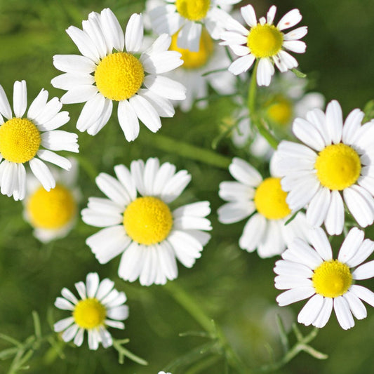 White Roman Chamomile – Perennial Flower Seeds