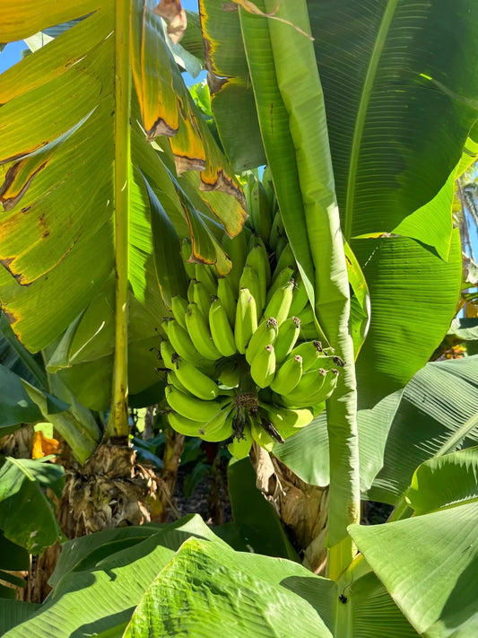 Musa Flaviflora Wild Northeastern Indian Banana Fruit – Fruit Seeds