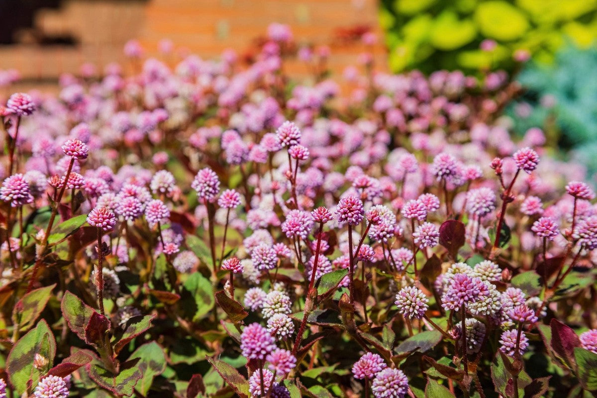 Knotweed Polygonum Capitatum – Pink Punching Balls Garden Seeds