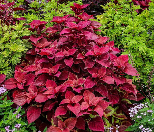 Coleus Wizard Velvet – Annual Flower Seeds