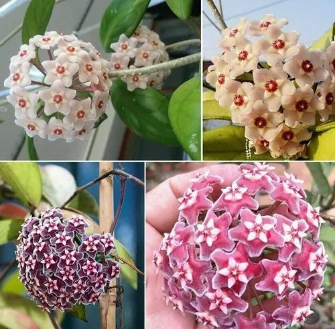 Mixed Hoya (Hoya spp.) Flower Seeds for Planting – Heirloom, Non-GMO, Indoor Variety, Easy to Grow, Perennial
