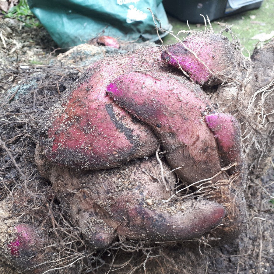 Yam (Dioscorea) Seeds for Planting – Heirloom, Non-GMO, Easy to Grow, Suitable for Outdoor Beds and Kitchen Gardens