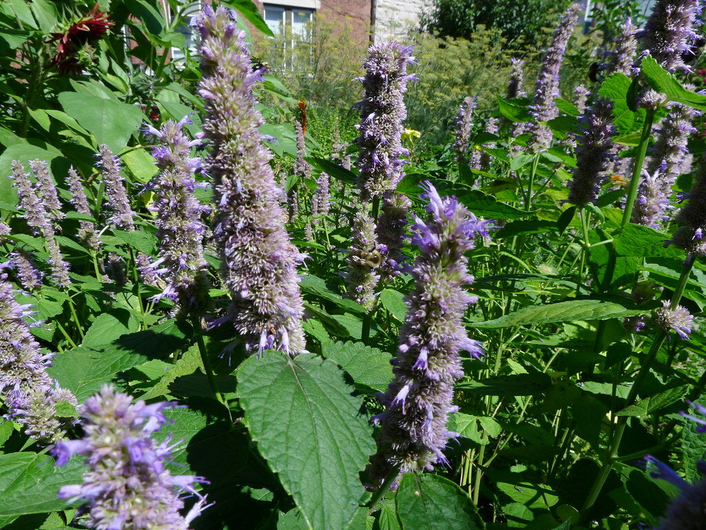 Agastache Giant Hyssop Lavender Blue Agastache Mexicana β Fragrant Garden Herb Seeds
