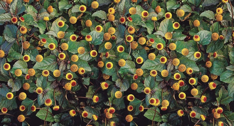 Acmella oleracea Seeds for Planting – Garden Plant Seeds | Premium Quality