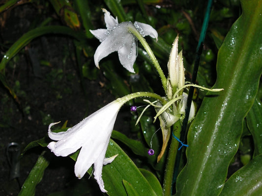 Crinum Lily White Emperor Small-size Bulb New - Flower Seeds