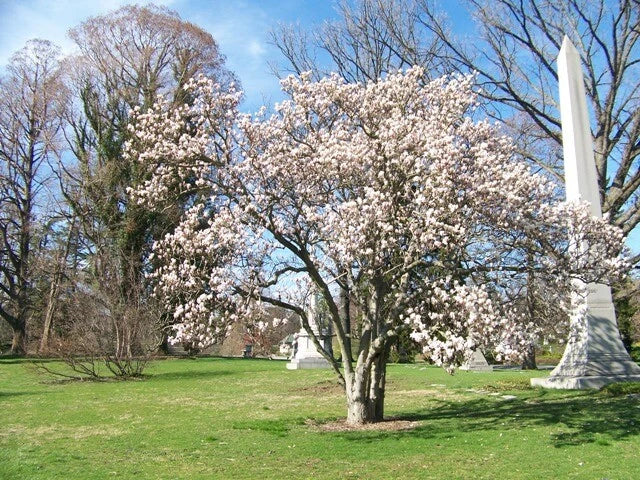 Yulan Magnolia Magnolia Denudata – Fragrant Flowering Tree Seeds