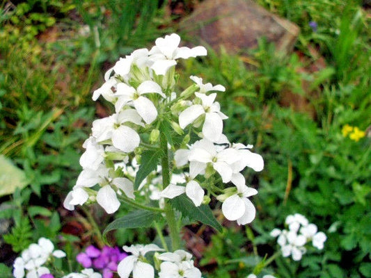 White Flowered Money Plant Lunaria Annua – Wildflower Garden Seeds
