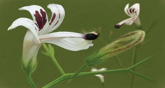 Andrographis Paniculata – Flower Seeds