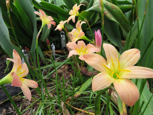 Rain Lily Zephyranthes – Garden Fruit Seeds
