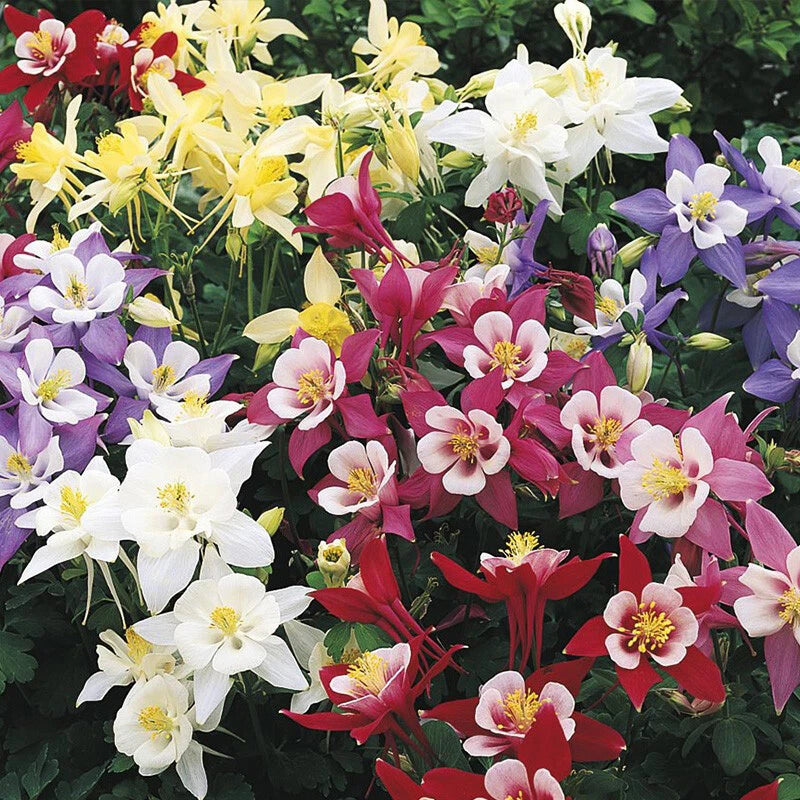 Aquilegia Mix Seeds Aquilegia Grandiflower Seeds Aquilegia Vulgaris -