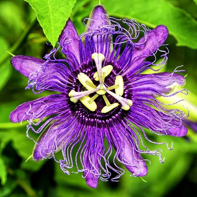 Passion Flower – Climbing Vine Flower Seeds for Garden