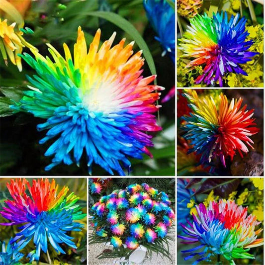 Rare Multicolors Rainbow – Colorful, Garden Flower Seeds