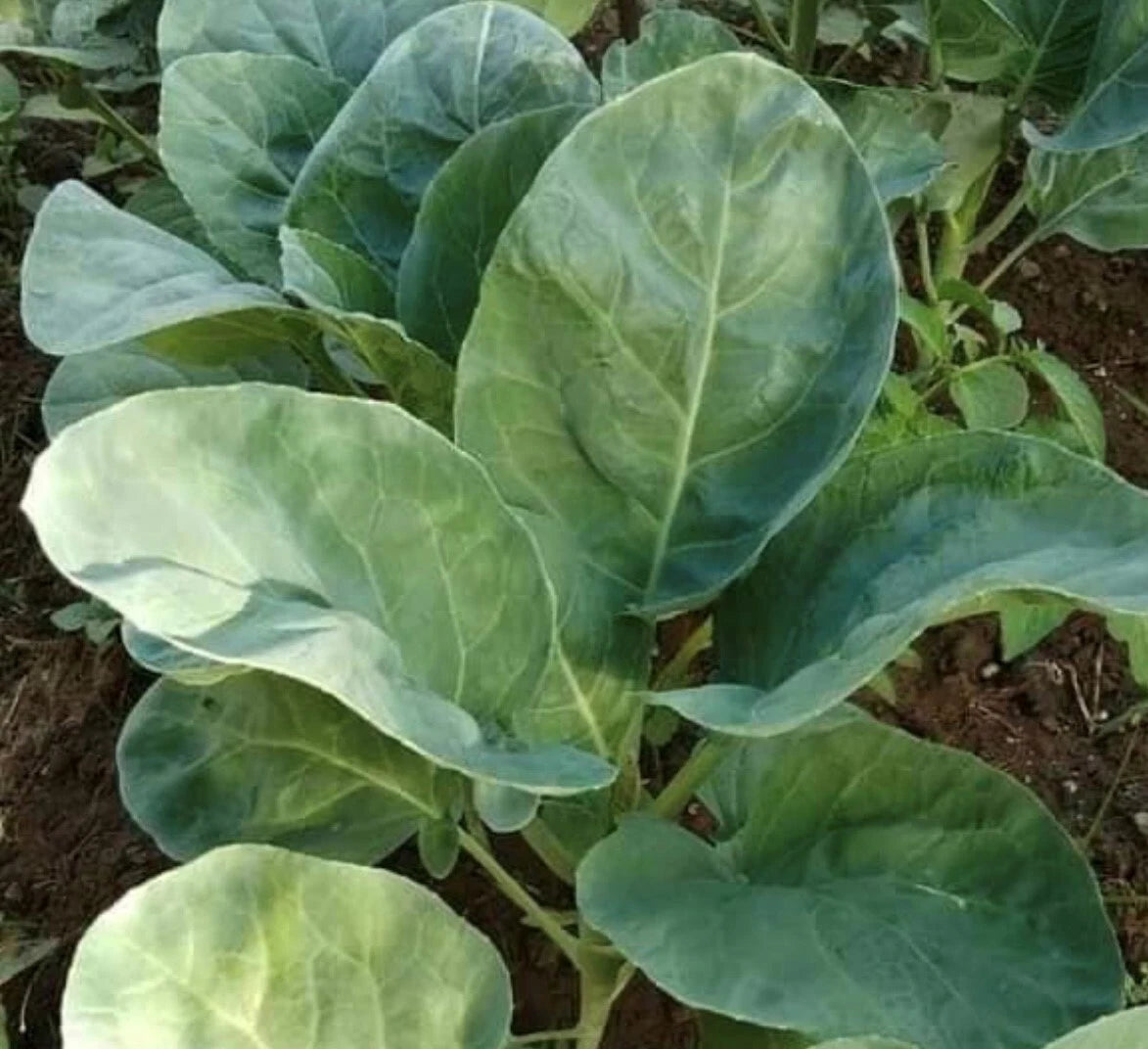 Chinese Broccoli Kailaan Seeds Heirloom – Garden Vegetable Seeds