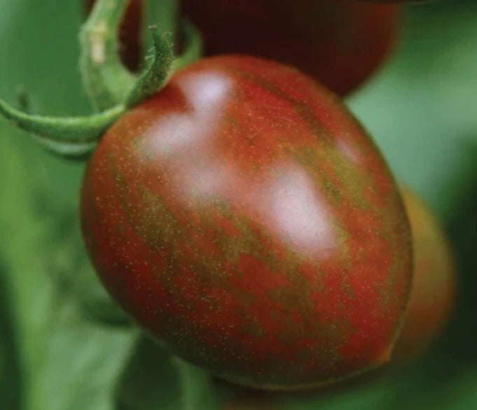 Chocolate Sprinkles Tomato – Cherry Vegetable Garden Seeds
