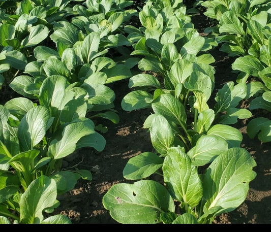 Yu Choy Sum Fast Growing Leafy Vegetable Seeds