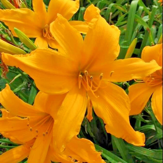 Jersey Spider Daylily Hemerocallis – Perennial Garden Flower Seeds