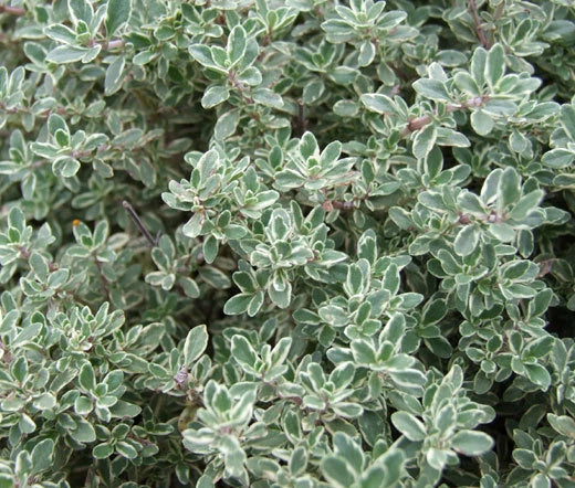 Thyme Thymus Vulgaris – Hardy Culinary Herb Seeds