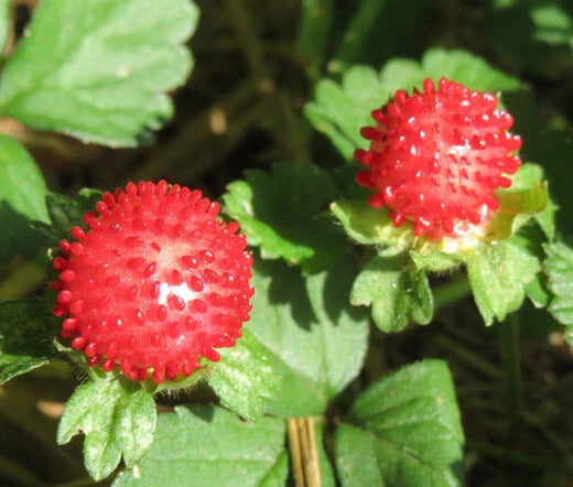 Indian Strawberry Duchesnea Indica – Groundcover Fruit Seeds