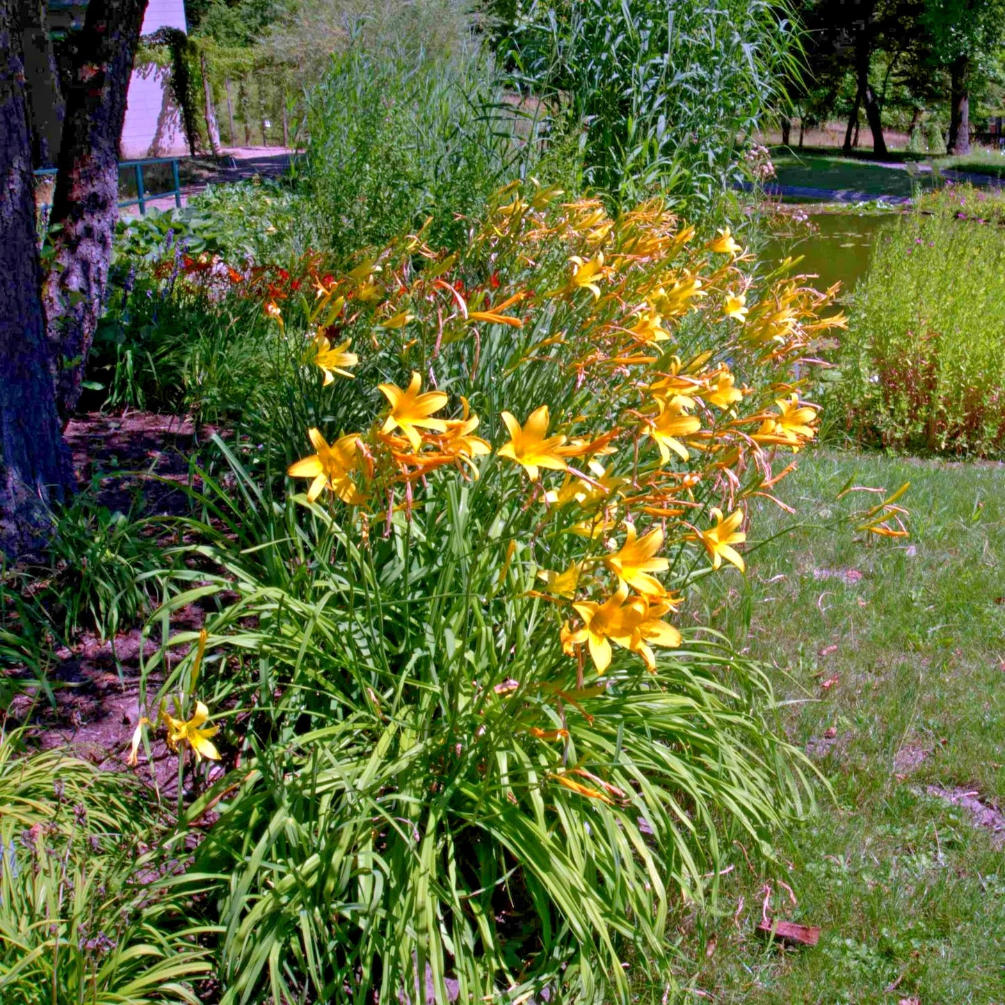 Thunberg’s Daylily Hemerocallis Thunbergii – Tall Perennial Flower Seeds