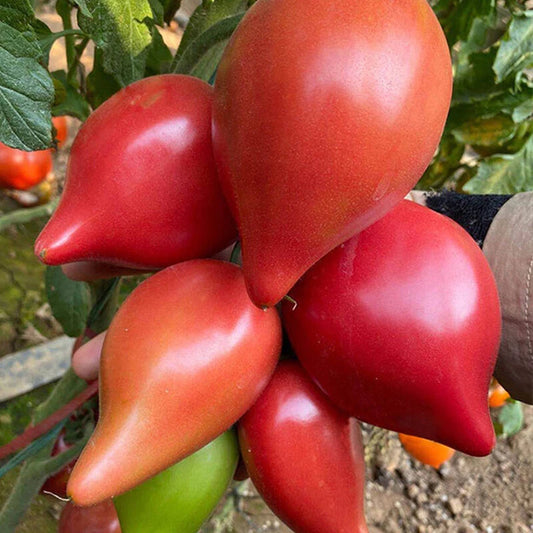 Roma Tomato – Heirloom Vegetable Seeds