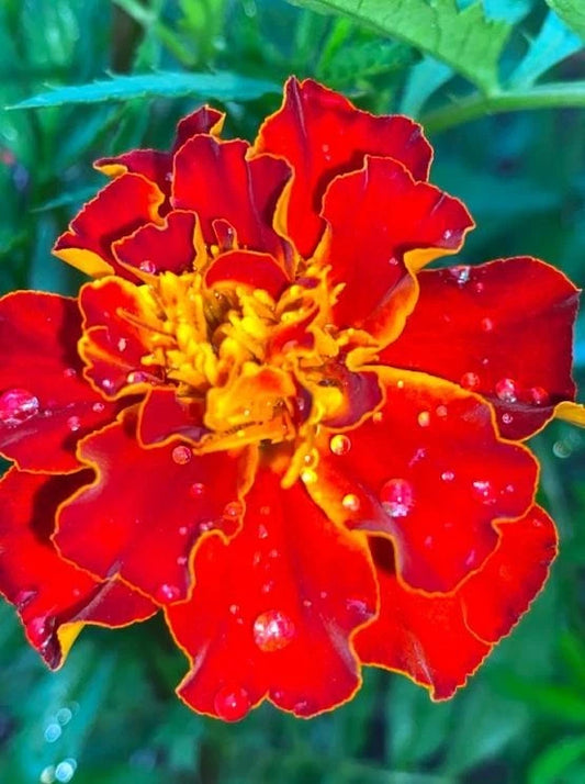 Jolly Jester Marigold – Colorful Garden Flower Seeds