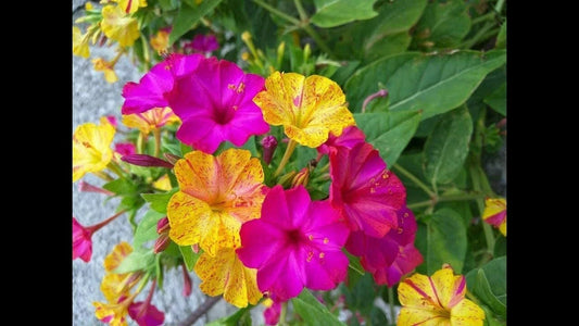 Four O'clock Flower Seeds Marvel Of Peru Exotic Garden Flowers