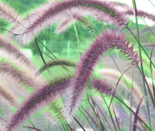 Fountain Grass Rose Pink Pennisetum Ruppelii – Ornamental Grass Seeds