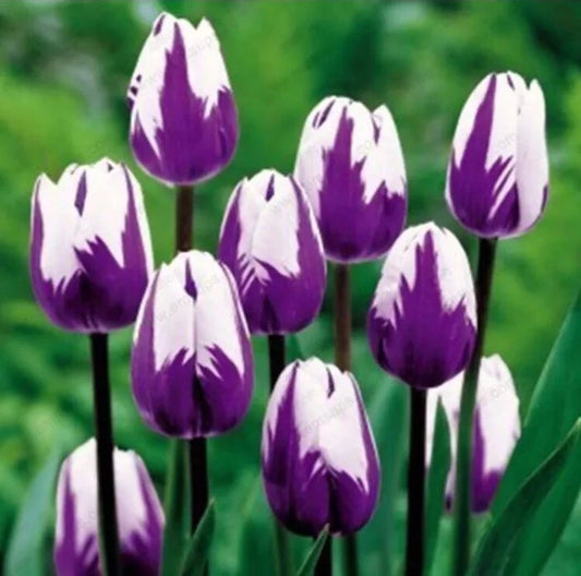 Tulip Purple White – Fragrant Garden Flower Seeds