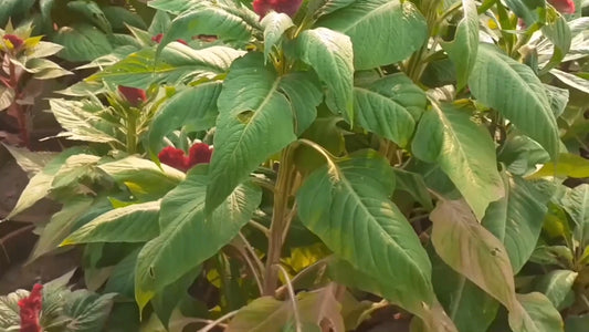 Pink Cockscomb Celosia Cristata – Colorful Flower Garden Seeds