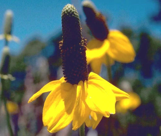 Coneflower Clasping Rudbeckia Amplexicaulis – Perennial Garden Flower Seeds