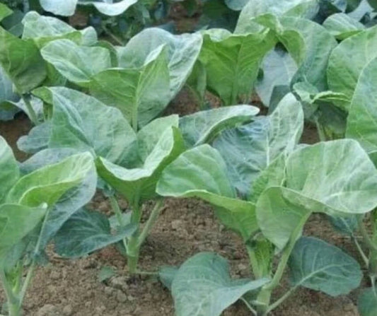 Chinese Broccoli Kailaan Seeds Heirloom – Garden Vegetable Seeds
