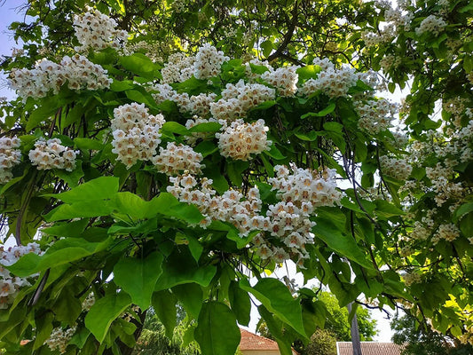 Catalpa Tree Catalpa Speciosa – Flowering Tree Seeds