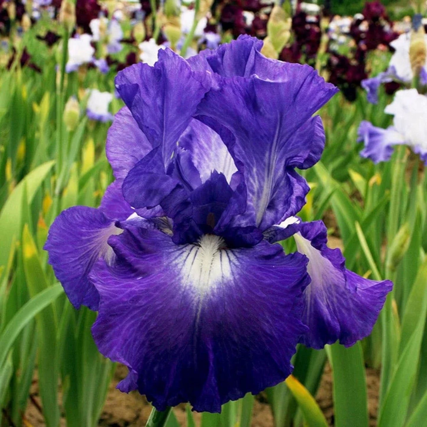 Iris – Perennial Garden Flower Seeds
