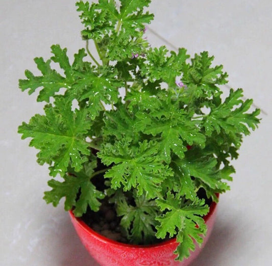 Citronella Lemon Balm Perennial Herb Seeds