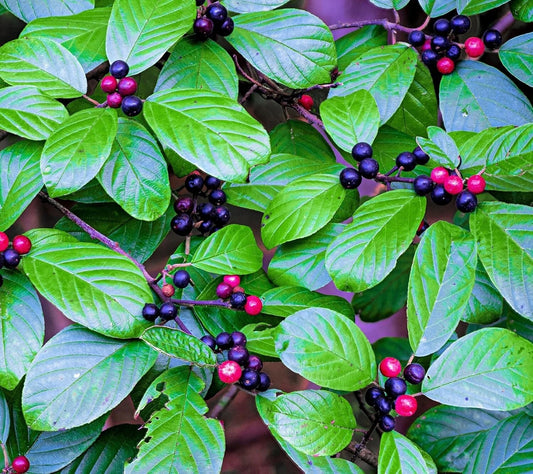 Carolina Buckthorn Seeds for Planting - Indian Cherry - Rhamnus caroliniana Seeds