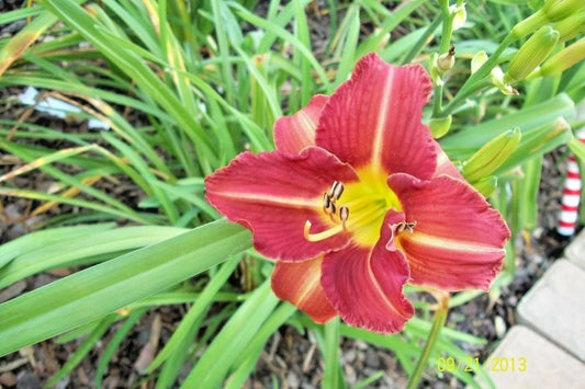 Nature Boy Daylily Hemerocallis – Hardy Perennial Flower Seeds
