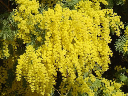 Acacia Dealbata Tree Shrub Seeds Silver Wattle Mimosa Fragrant Bush – Fragrant, Hardy Flower Seeds