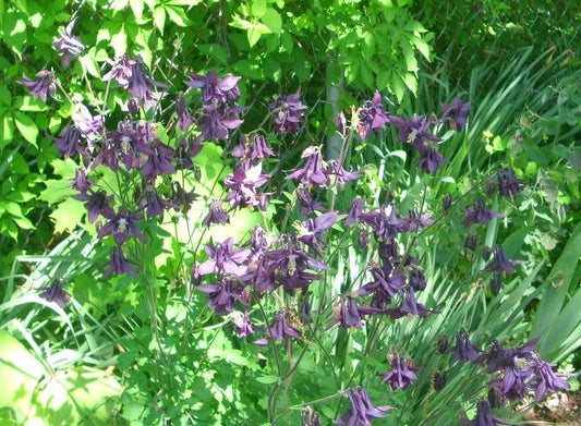 Purple Columbine Aquilegia – Colorful Perennial Flower Seeds