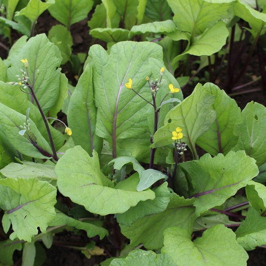 Asian Yu Choy Choi Sum – Chinese Flowering Cabbage Vegetable Seeds