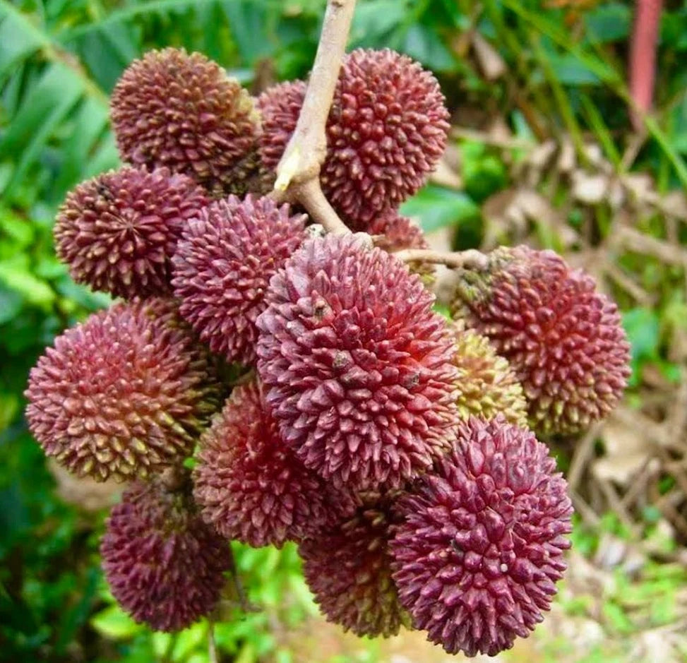 Pulasan Nephelium Mutabile – Grafted Fruit Tree Seeds