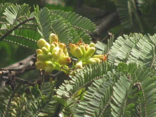 Libidibia Coriaria Divi Divi – Small Tree Bonsai Seeds