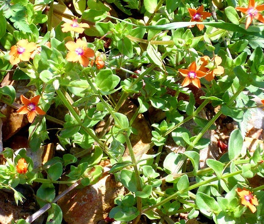 Scarlet Pimpernel Anagallis Monelli – Colorful Garden Flower Seeds