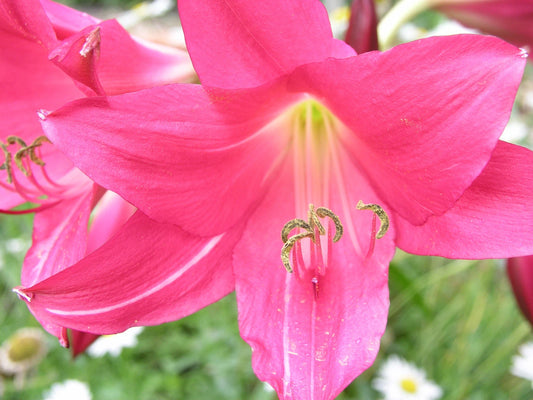 Crinum Lily Infusion Medium-size Bulb New Hybrid - Flower Seeds