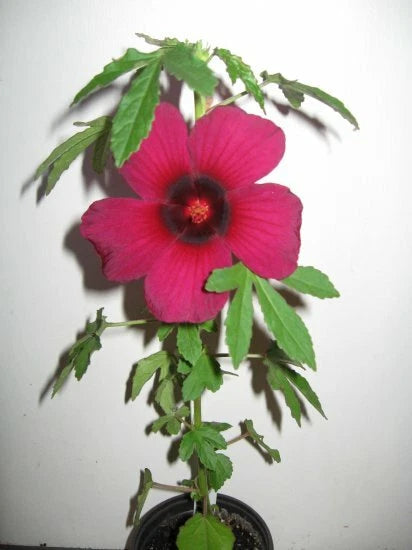 Monarch Rosemallow Hibiscus Radiatus – Perennial Garden Flower Seeds