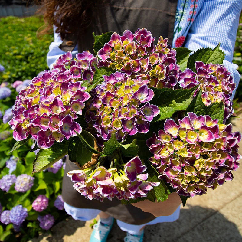 Pcs Hydrangea Seeds – Garden Flower Seeds